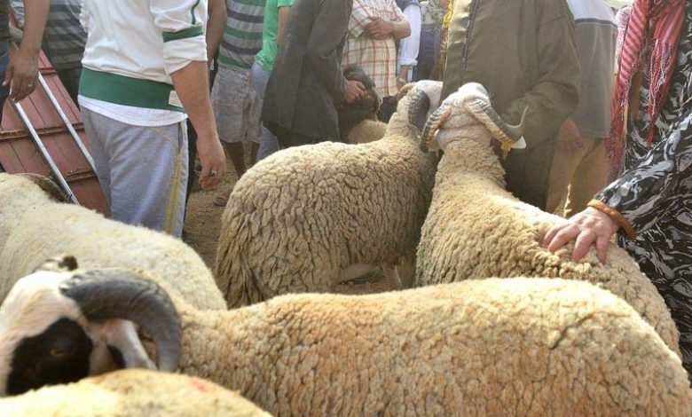 بعد إلغاء شعيرة عيد الأضحى.. المغاربة لـ “الشناقة”: “ما تعولوا علينا هاد العام”